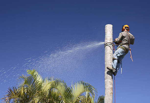 How Our Tree Care Process Works  in  Lutcher, LA